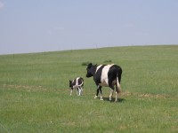 Calf, Cow