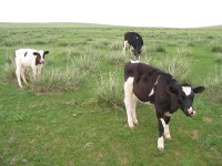 Calves and Cow on Inner Mongolian prairie