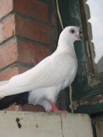 Dove