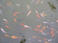 Goldfish