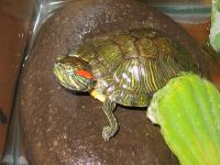 A Turtle