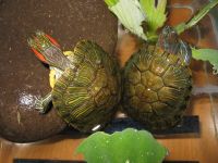 Two Turtles