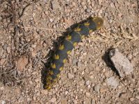 Caterpillar