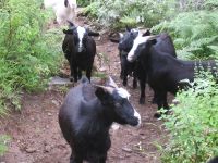 Goats