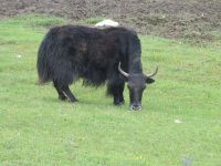 Yak