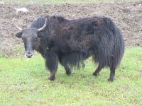 The same Yak